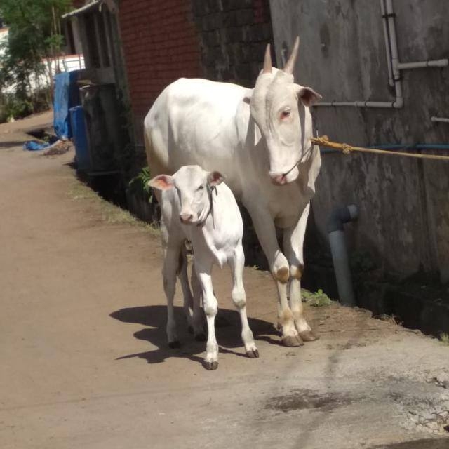 cows