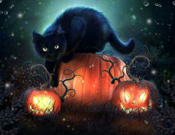 dark kitten
