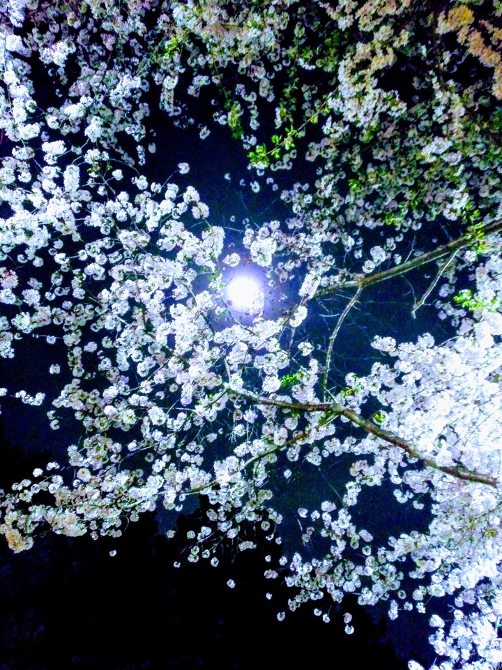 moon through tree