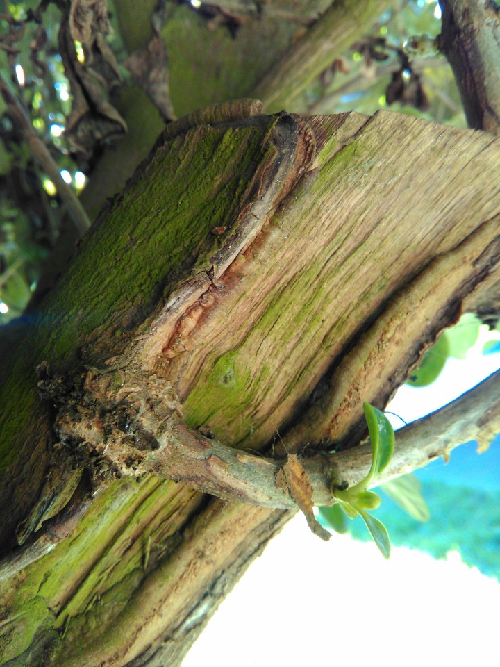 arbol