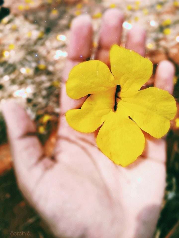Yellow(Flower)
