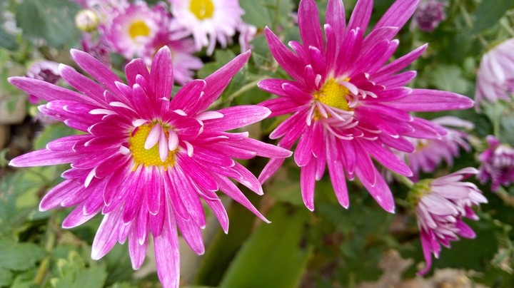 flowers