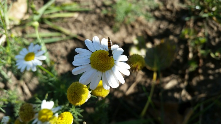 Nature is live