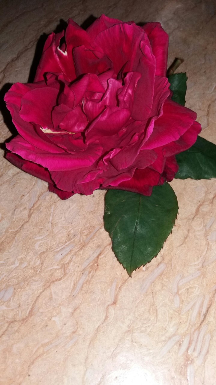 rosa