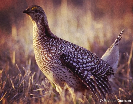 grouse