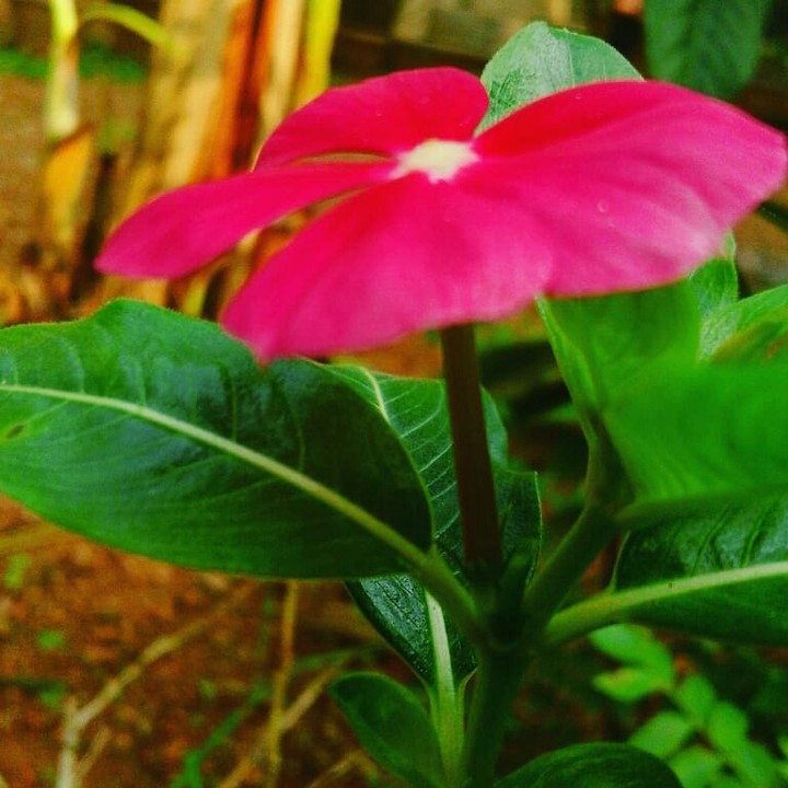 flower