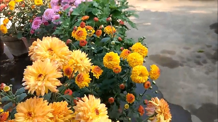 Chrysanthemum