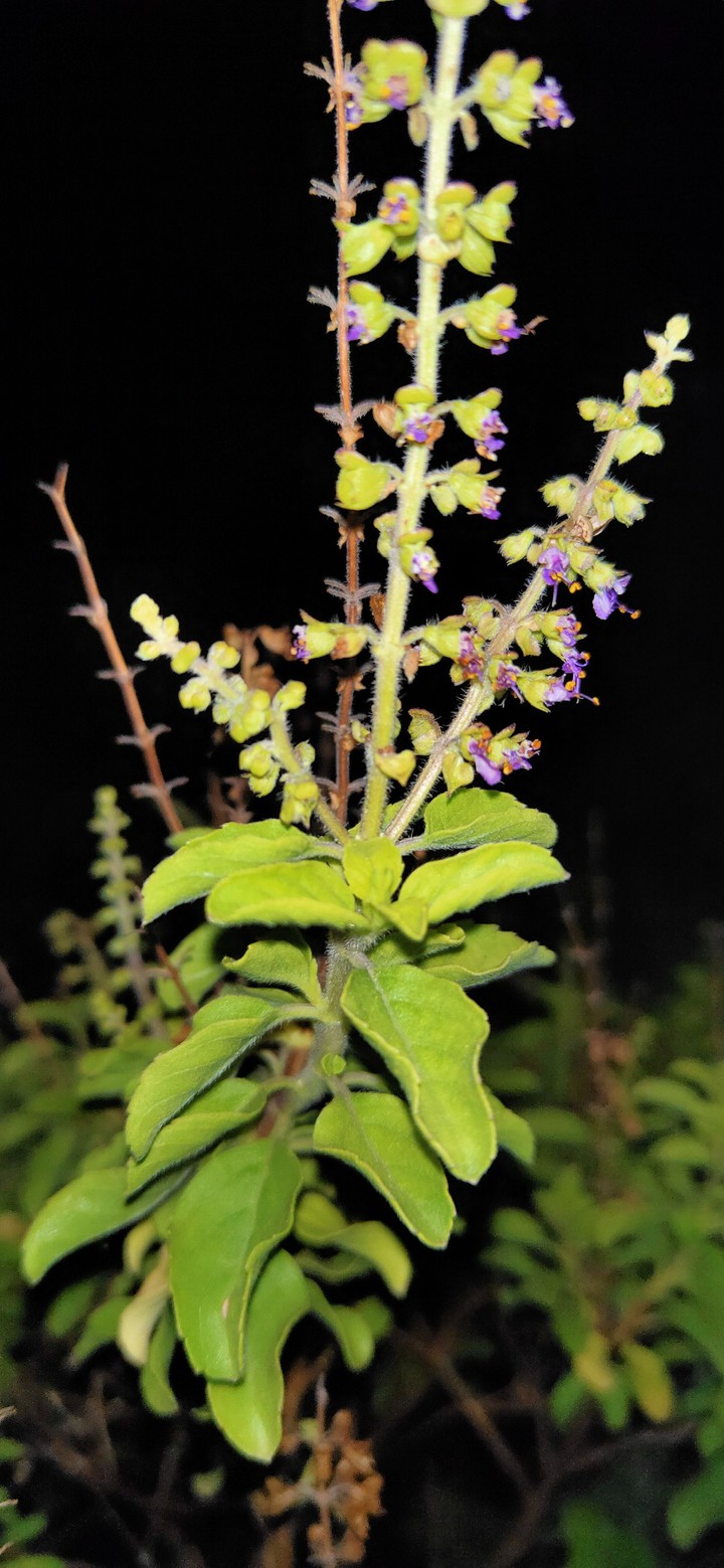 Tulsi ll