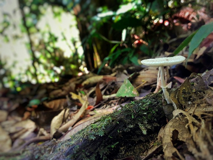 mushroom
