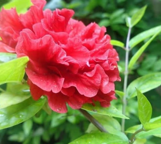 red wine and red flowers