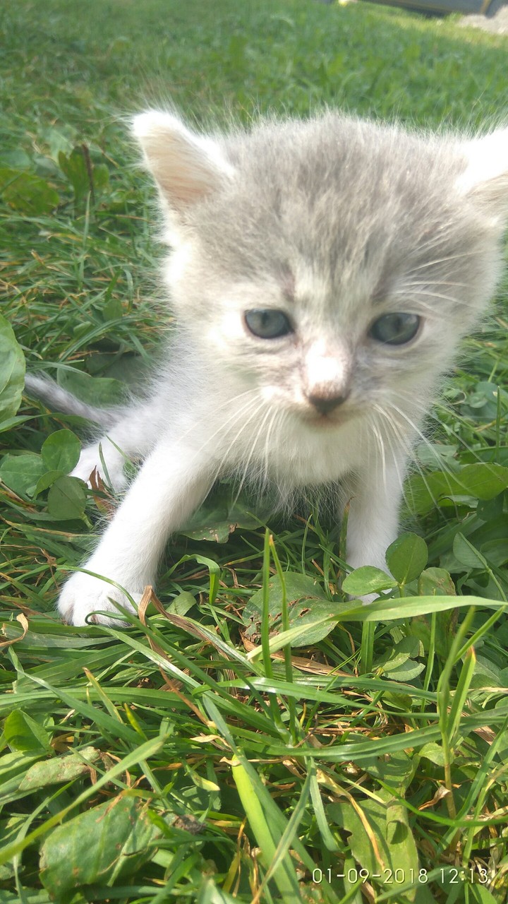 Котик