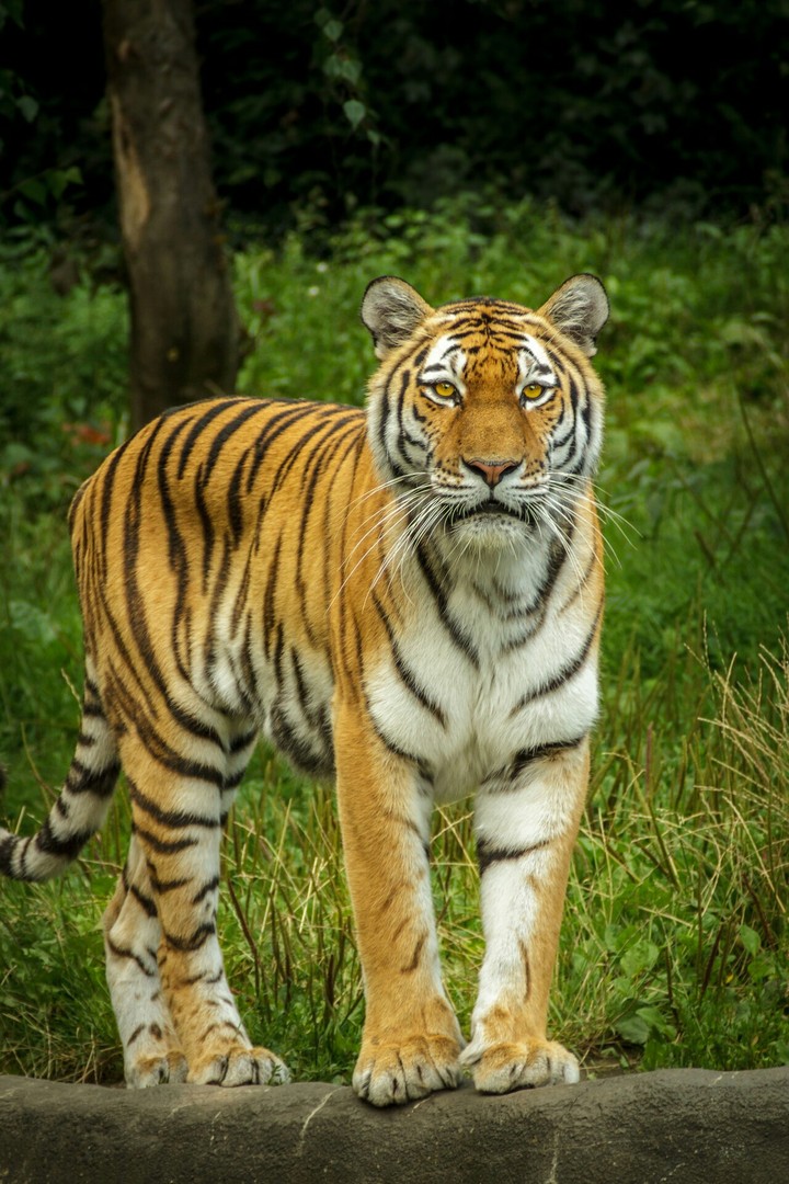 Tiger
