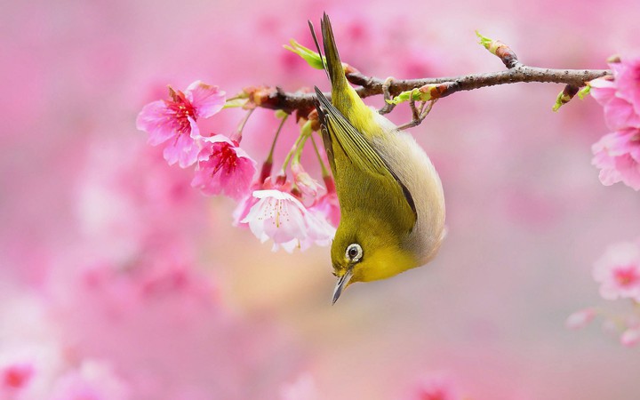❀❇️❀