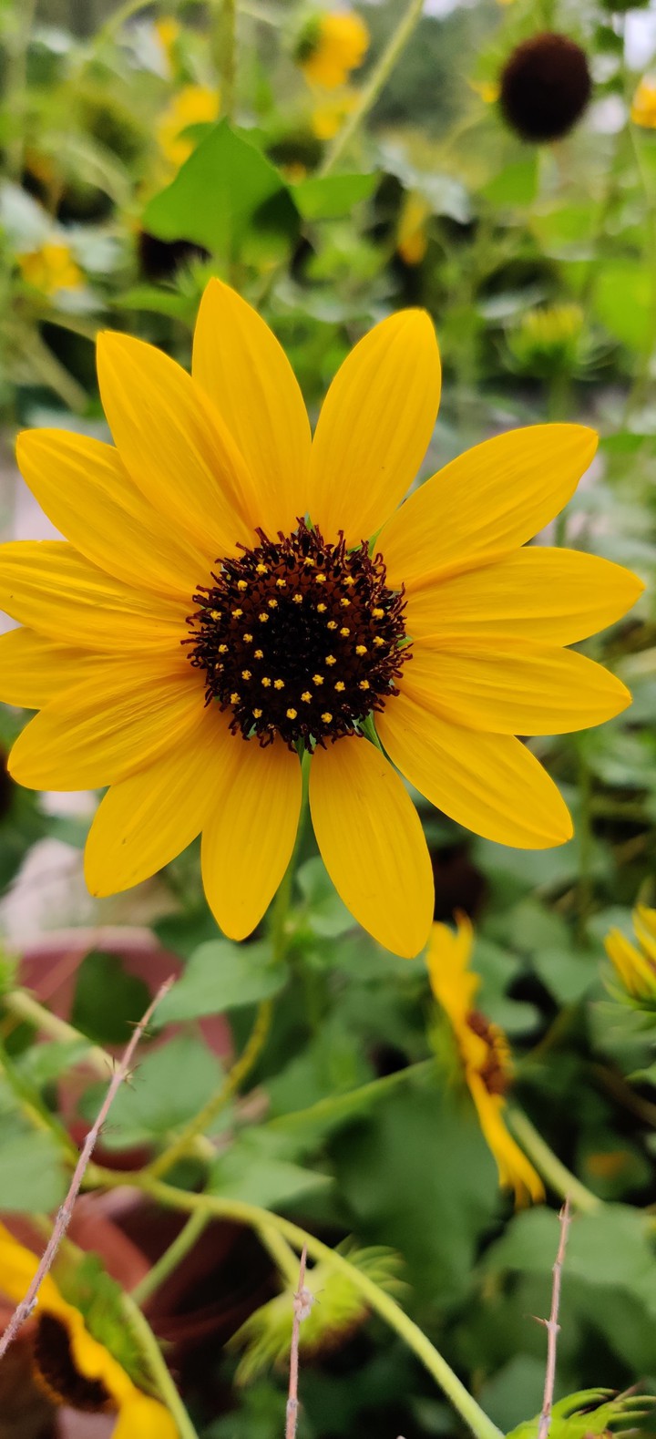 Happy Sunflower
