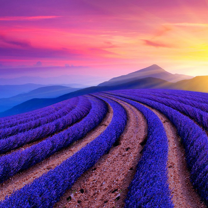 Lavender Fields