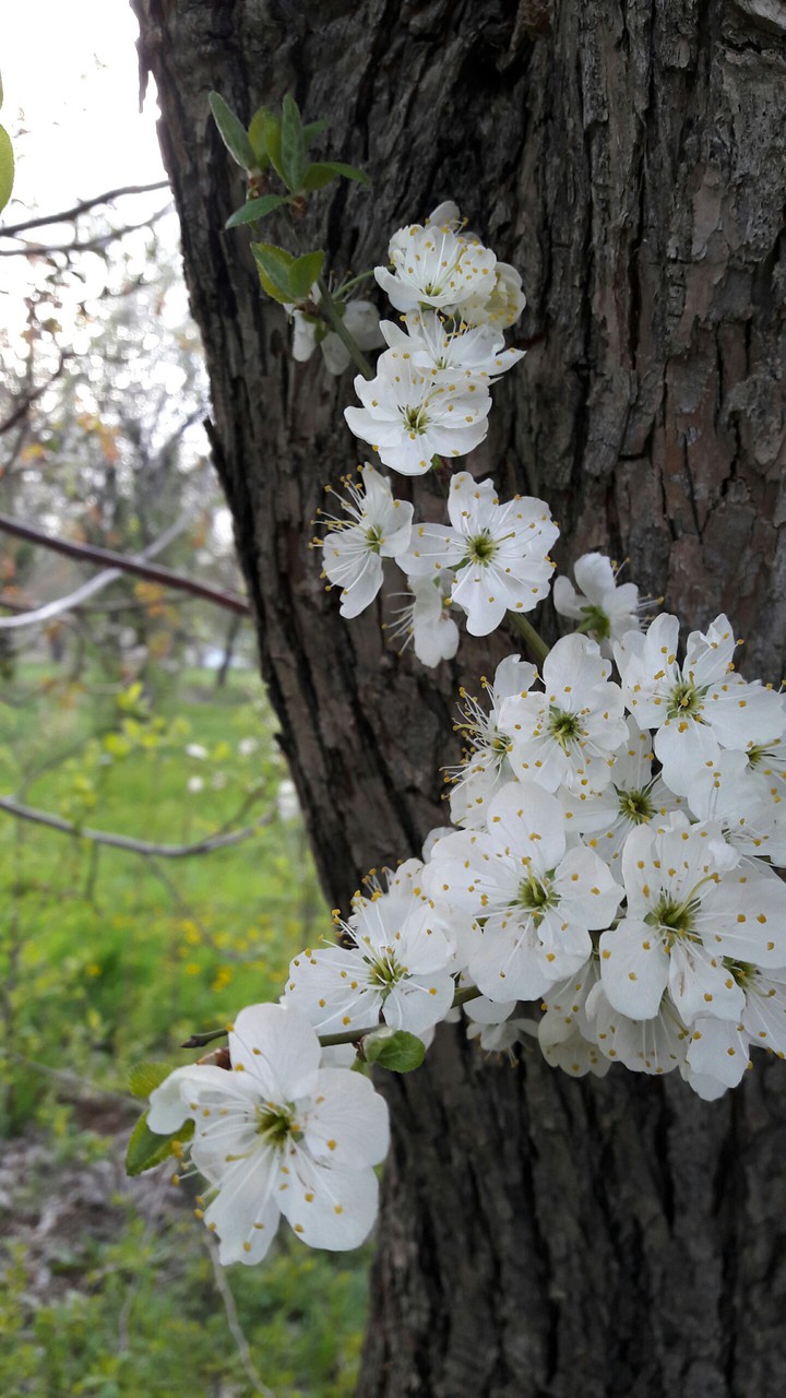 flowers?