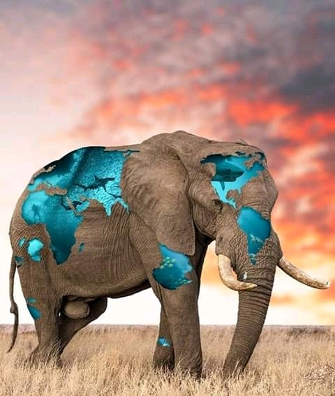 elephant