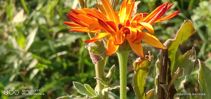 flower