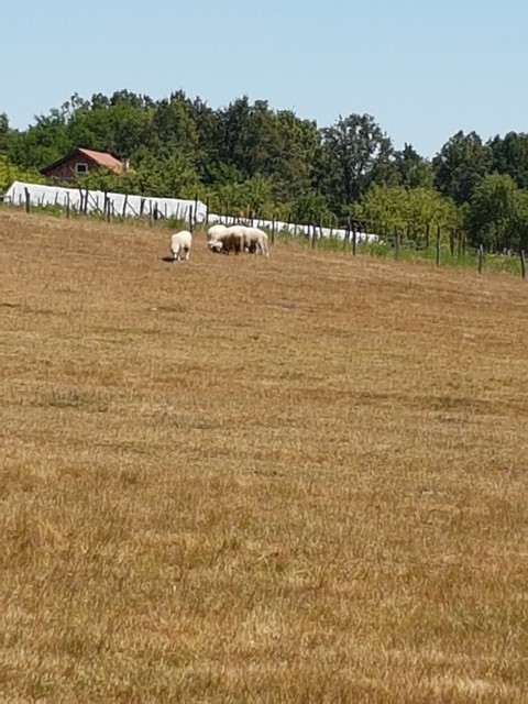 country