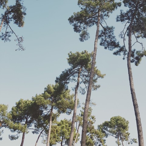 Les pins des cieux