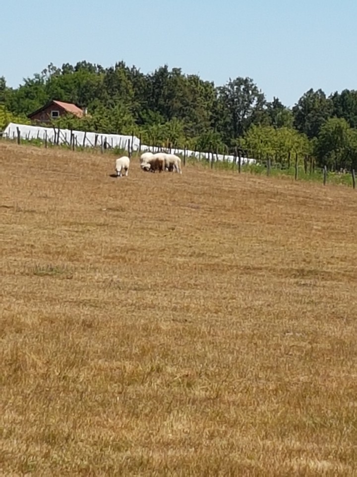 country