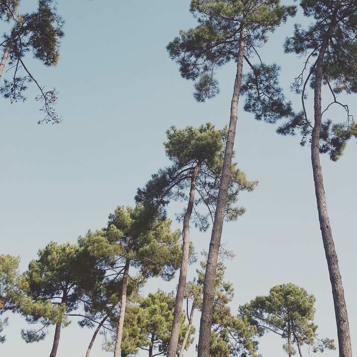 Les pins des cieux