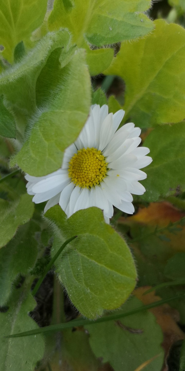 Gänseblümchen versteckt
