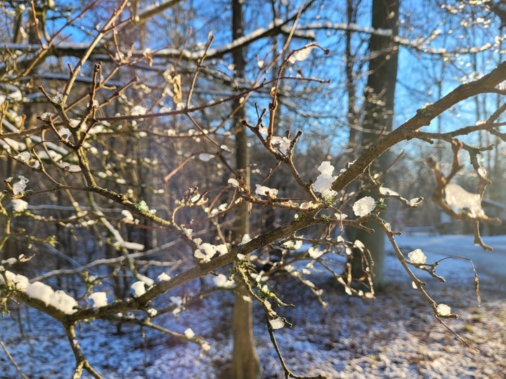 zweden