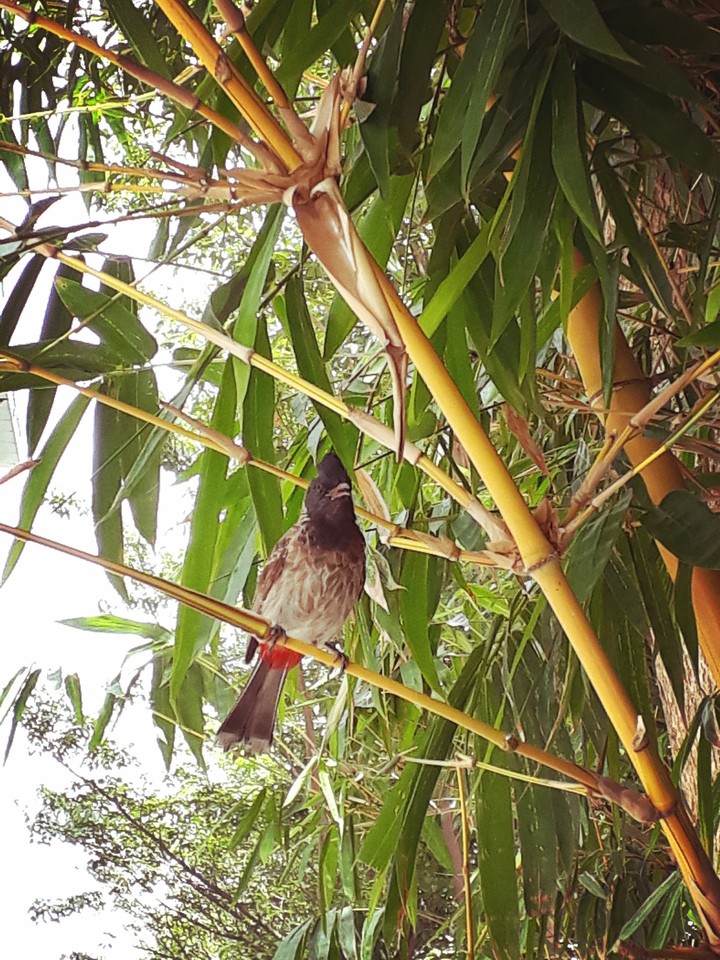 BulBul
