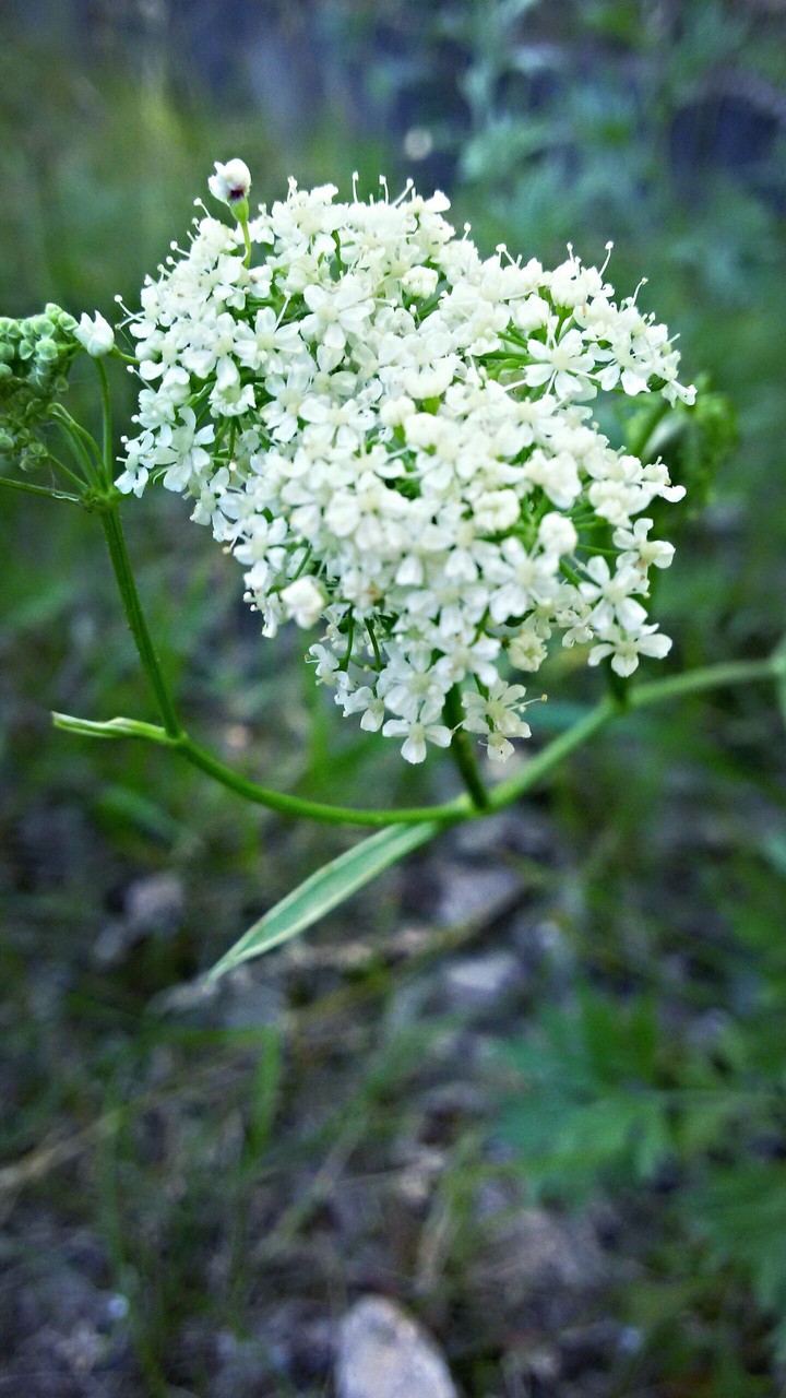 White flowers