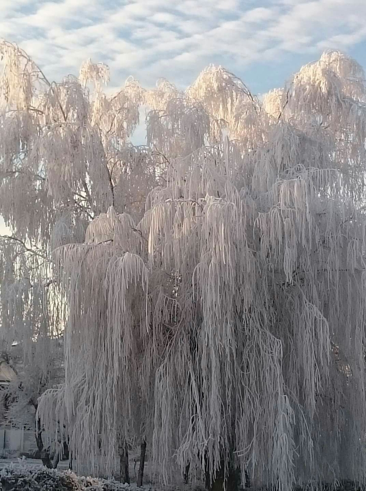 snow tree