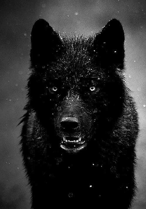 Black Wolf