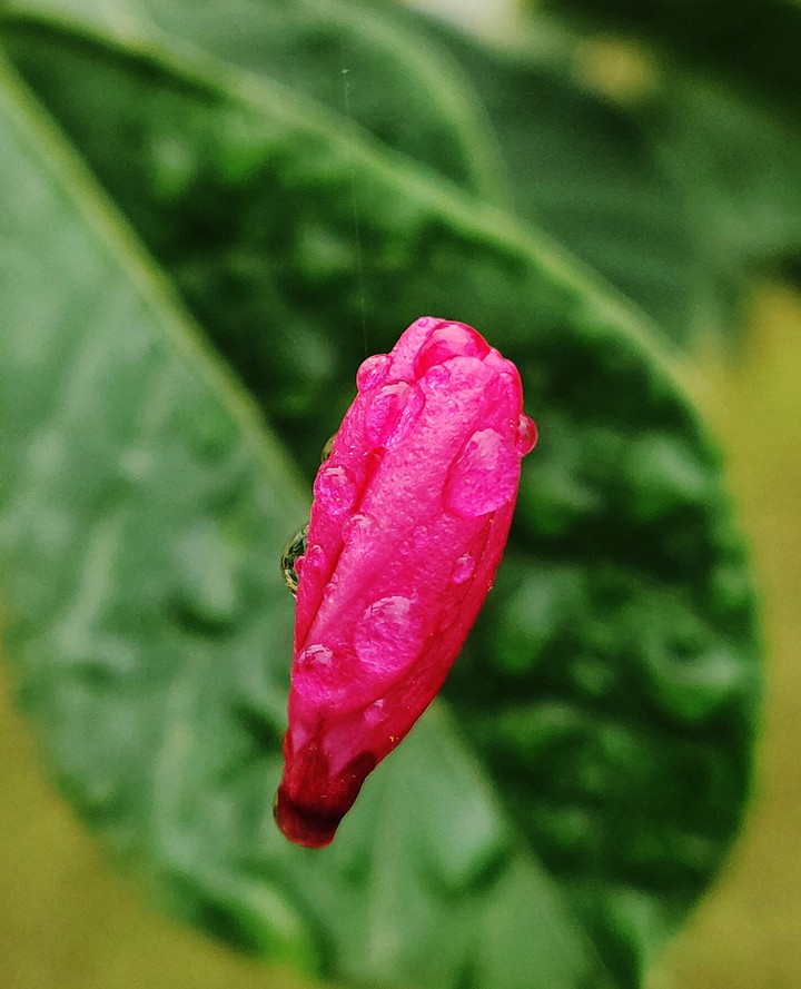 bud