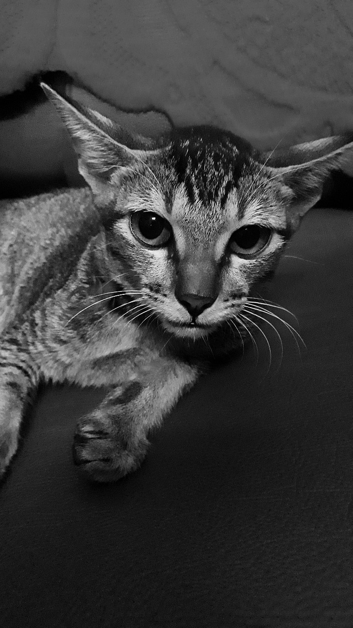 #cat