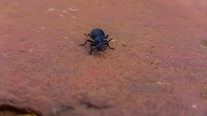Creepy Crawlies