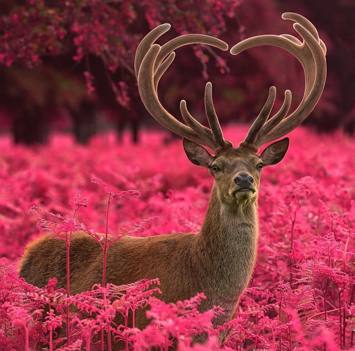 deer