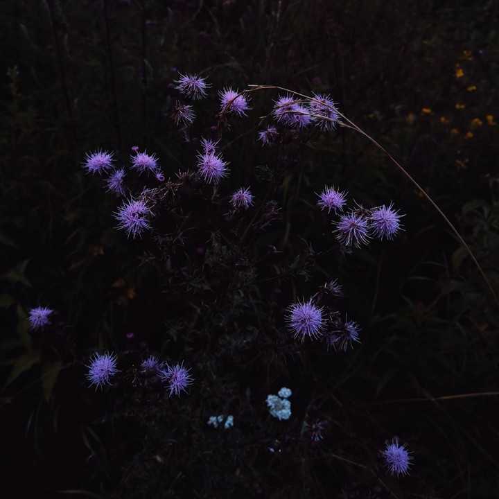 Pink flowers