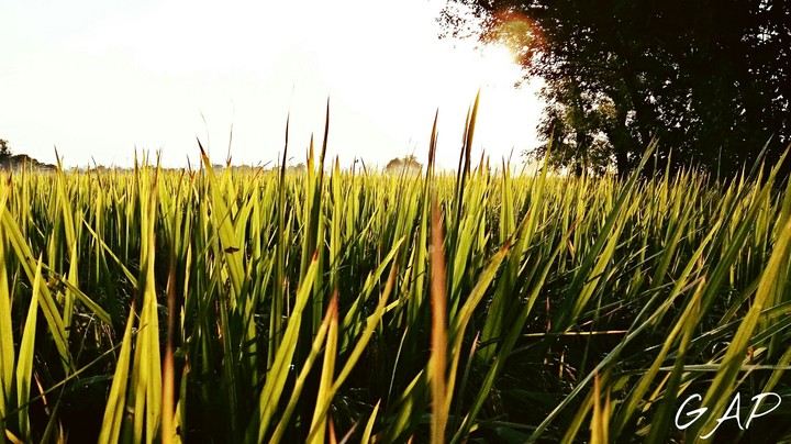 field