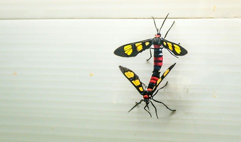 Colorful Insects