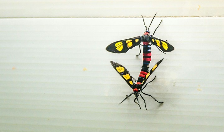 Colorful Insects