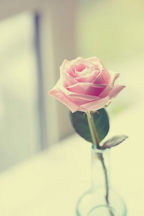 rose