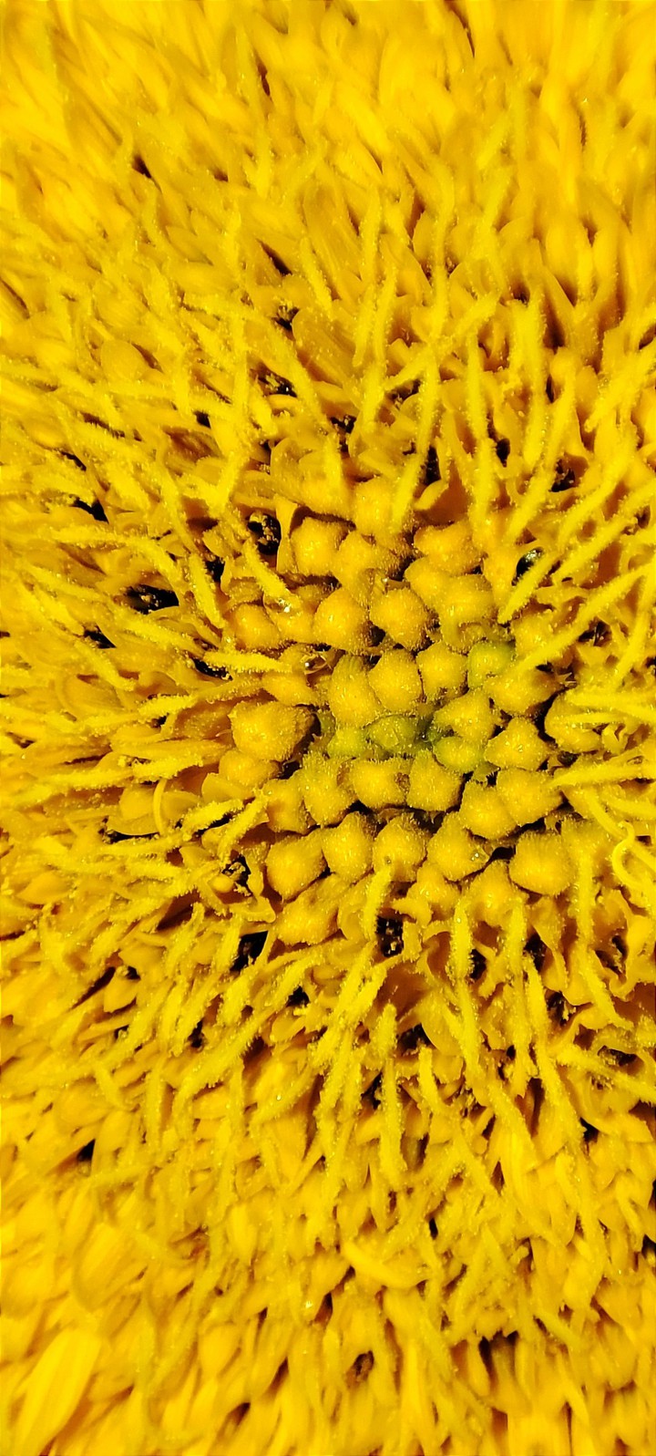 Yellow flower in macro.