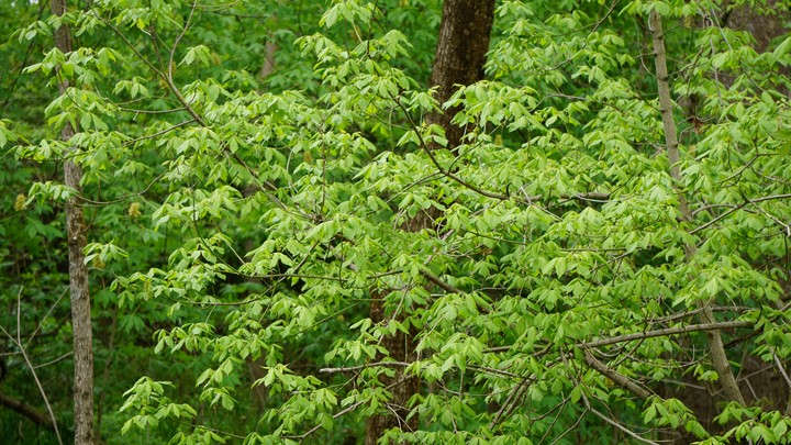 Leaves of Green