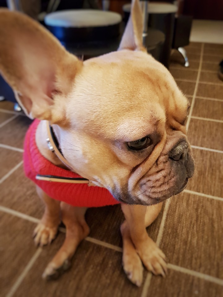 bat or dog?