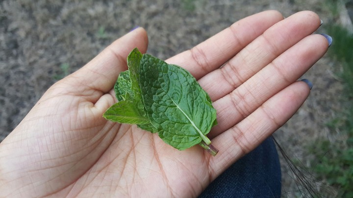 Mint Leaves