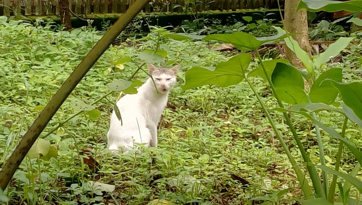 cat