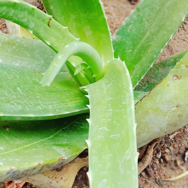 alovera - கற்றாலை