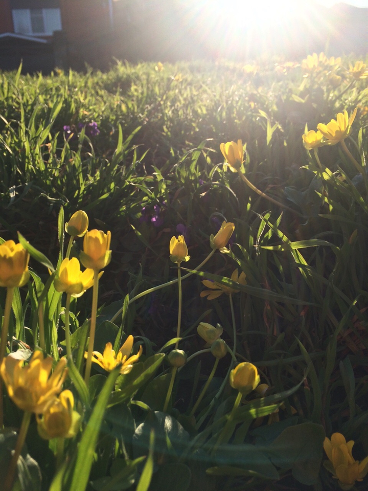 flowers