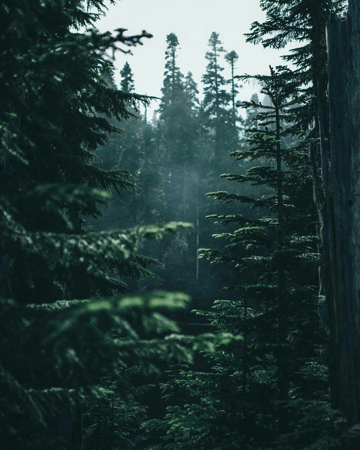 forest
