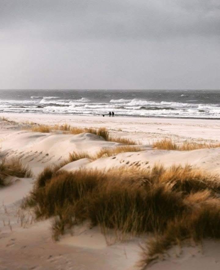 tapety coast, ecoregion